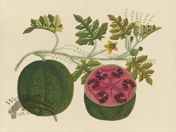 Far East Fruit and Flowers 29